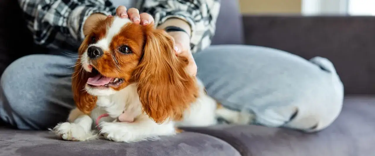 Un petit chien adulte, un Cavalier King Charles, est caressé par une personne assise sur un canapé.