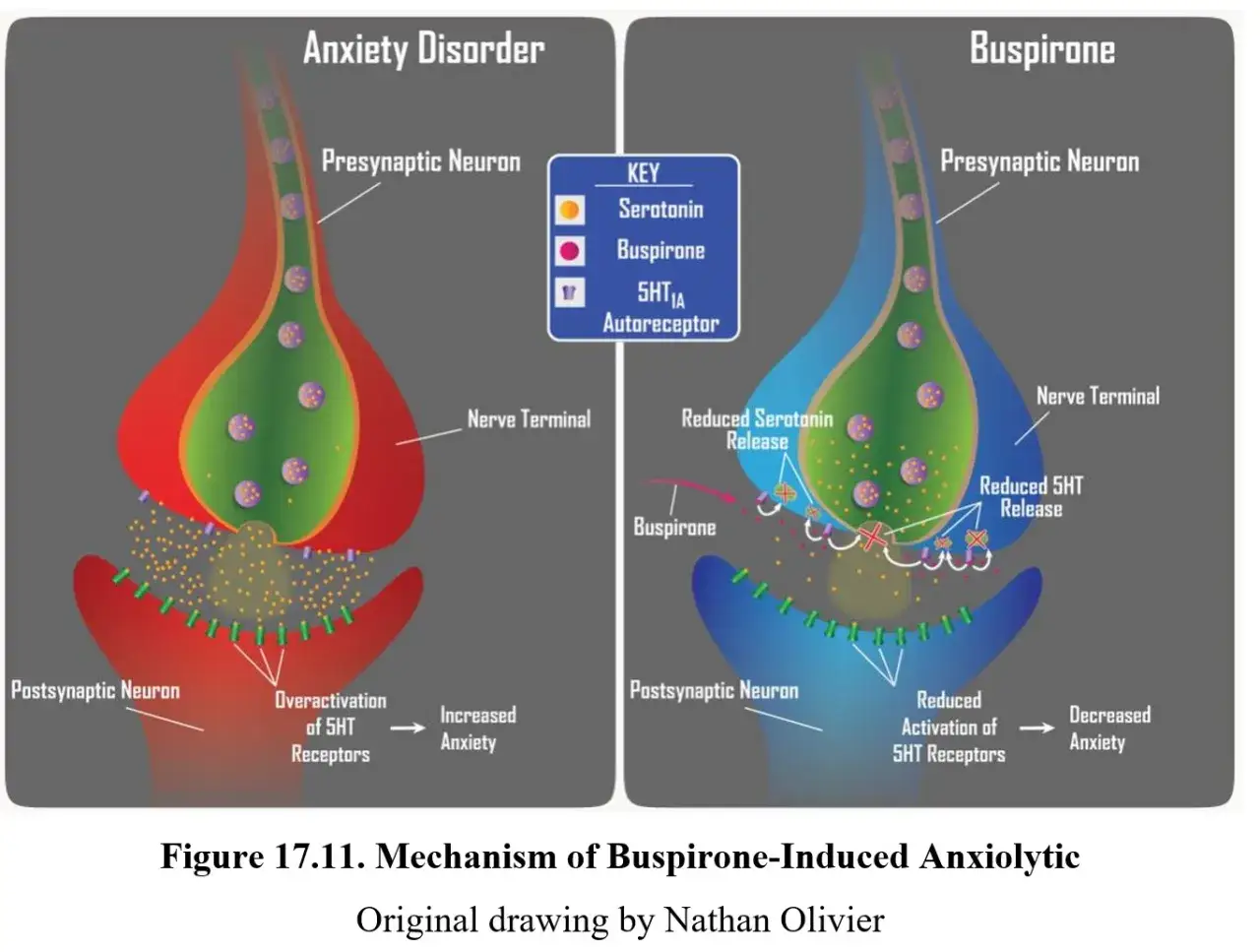 Mechanizm działania buspironu, leku na nerwicę lękową, w porównaniu do zaburzeń lękowych. Buspiron redukuje uwalnianie serotoniny i aktywację receptorów 5HT.