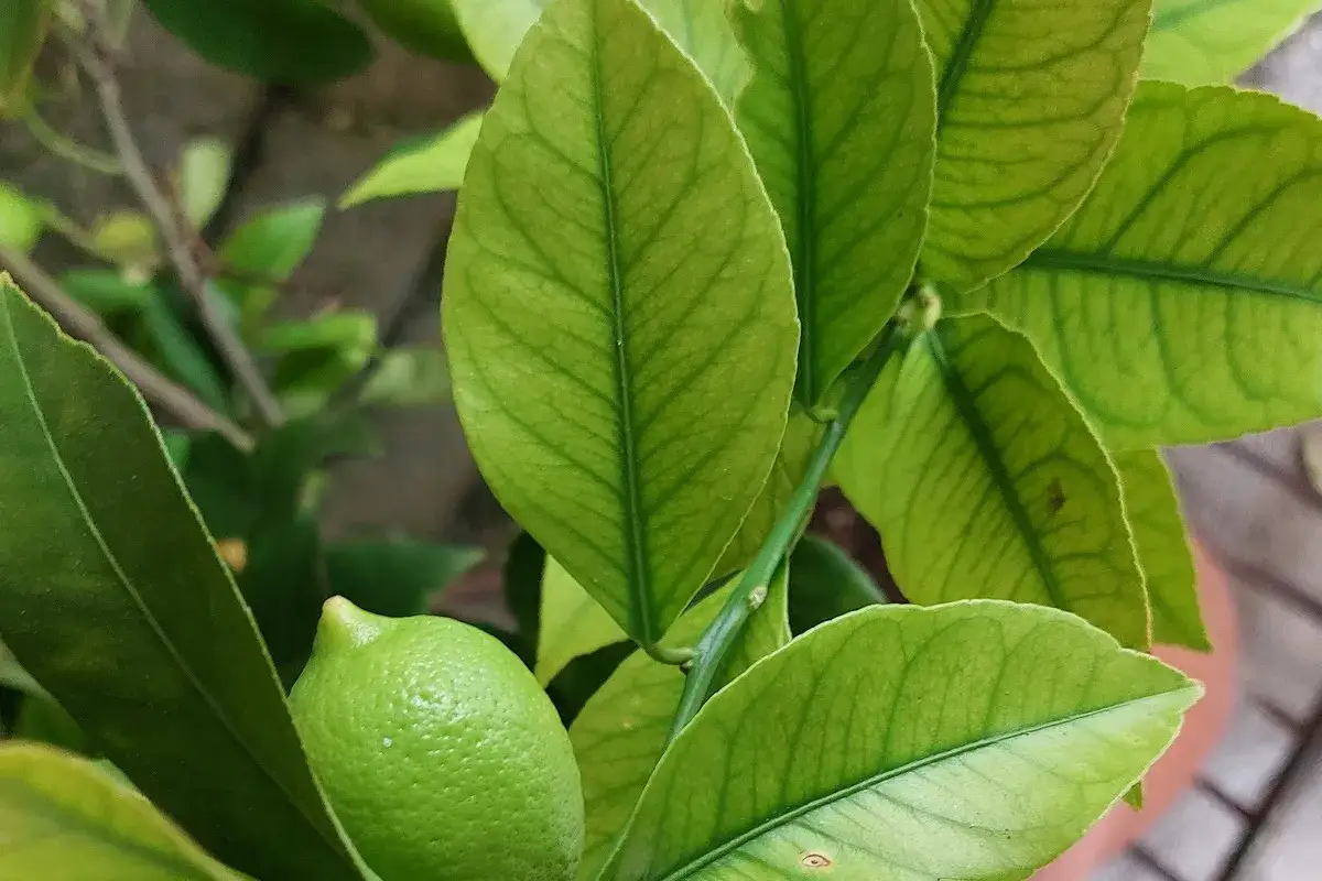 Foglie di limone ingiallite con venature verdi evidenti, possibili sintomi di carenza di rame. Un piccolo limone verde &egrave; visibile.