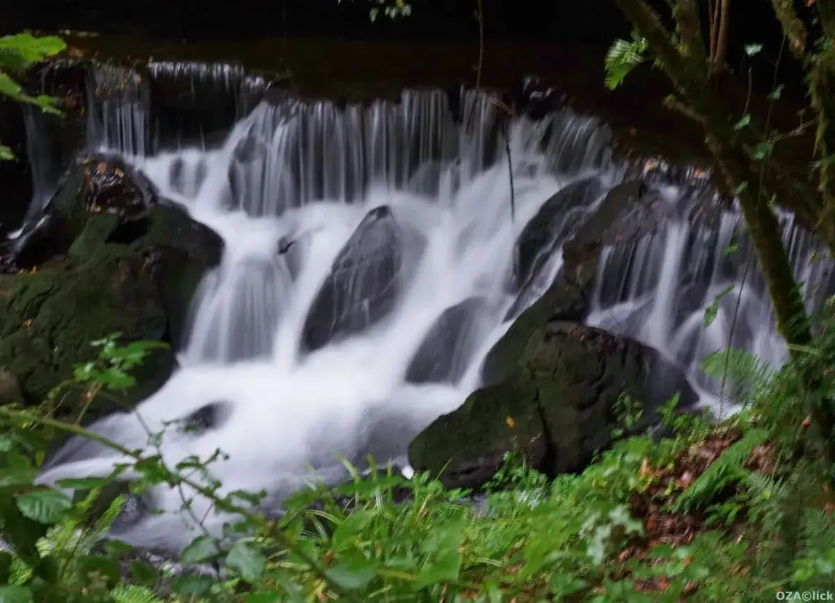 Cascada de agua blanca cayendo sobre rocas cubiertas de musgo, como si fuera la **fuente del francés** en un bosque frondoso.