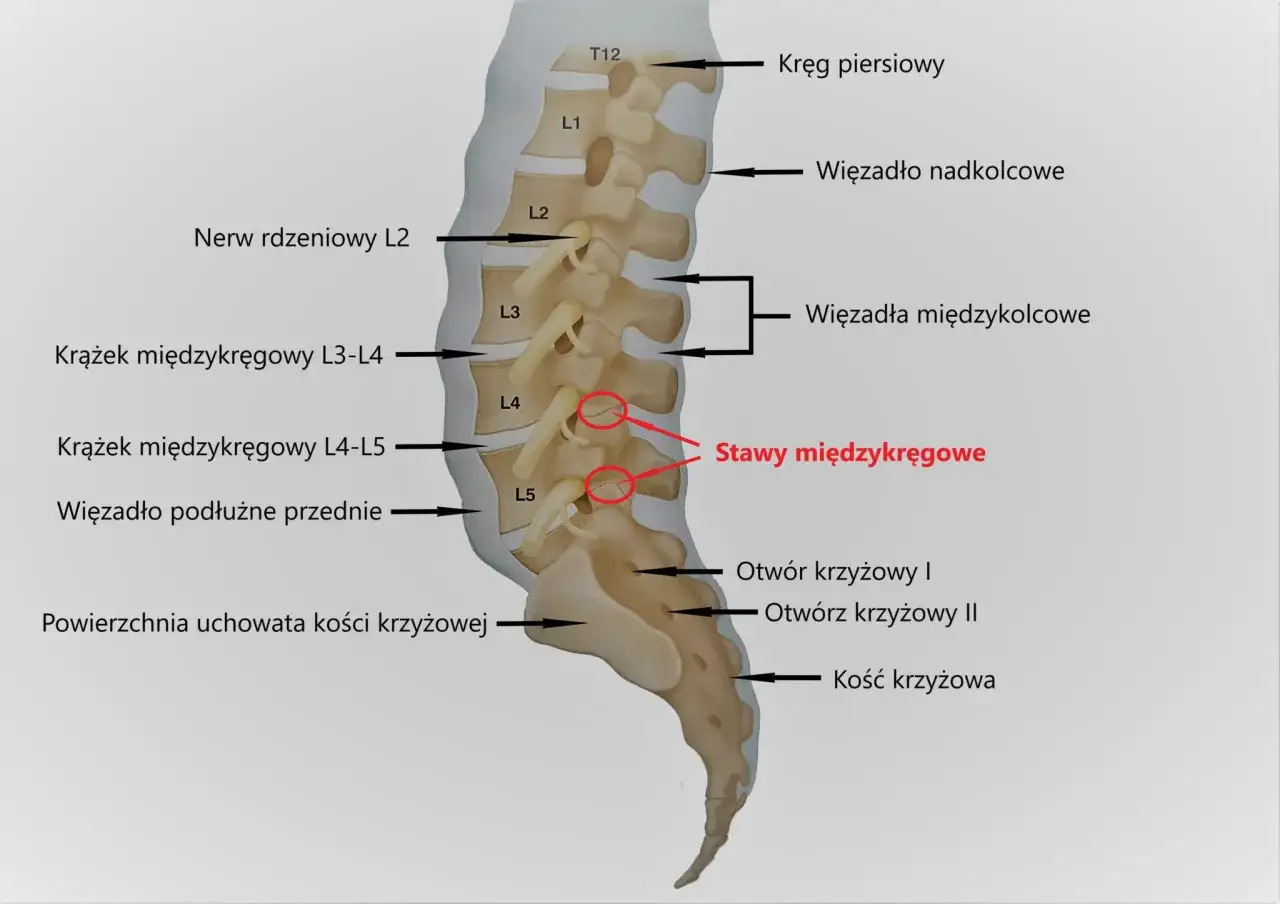 Anatomia kręgosłupa z zaznaczonymi strukturami, w tym stawami międzykręgowymi, które mogą być dotknięte przez hiperlordozę.