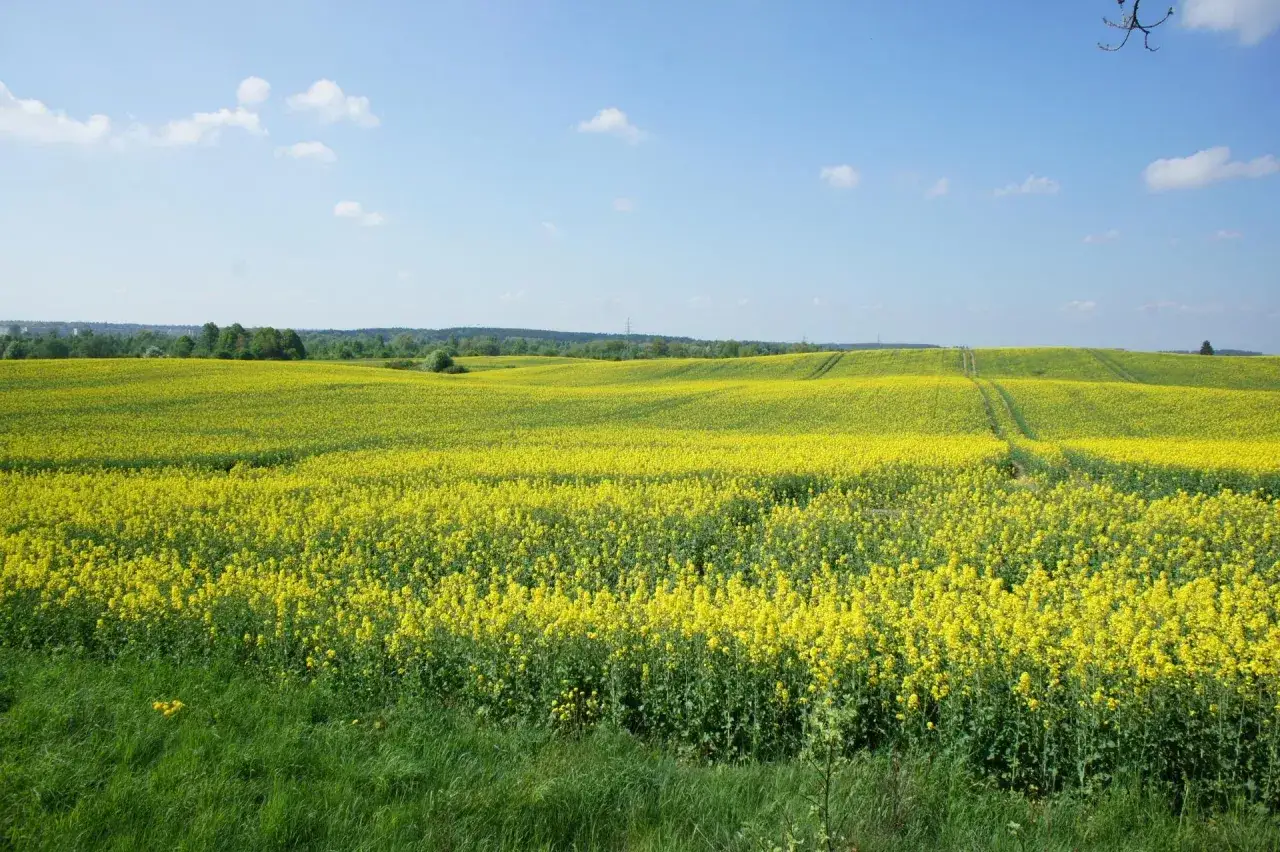 Rozległe pole rzepaku w pełnym rozkwicie, tworzące żółtą falę na tle błękitnego nieba. To widok, który może symbolizować obfitość i nadzieję, jak uzupełniająca płatność podstawowa dla rolnika.