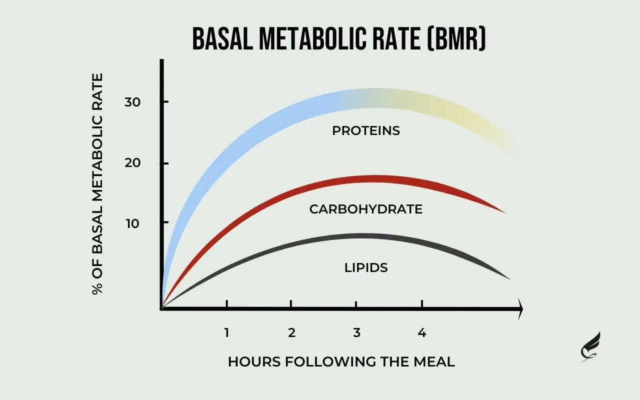 Grafico mostra come proteine, carboidrati e lipidi influenzano il metabolismo basale nelle ore post-pasto.