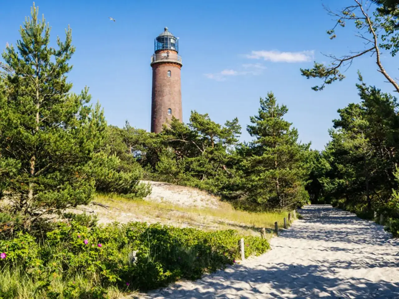 Ein sandiger Weg führt durch Kiefern zum Leuchtturm Prerow.