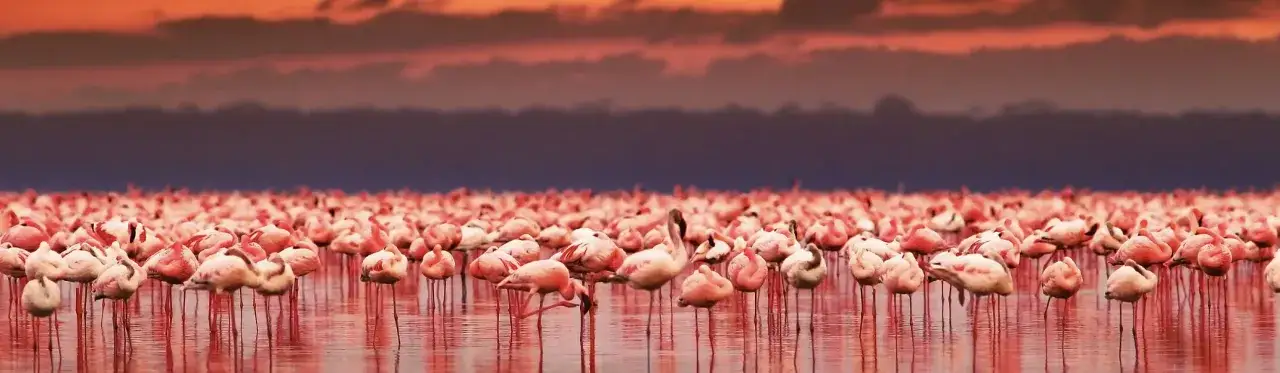 Różowe flamingi na tle pomarańczowego nieba nad jeziorem Natron.