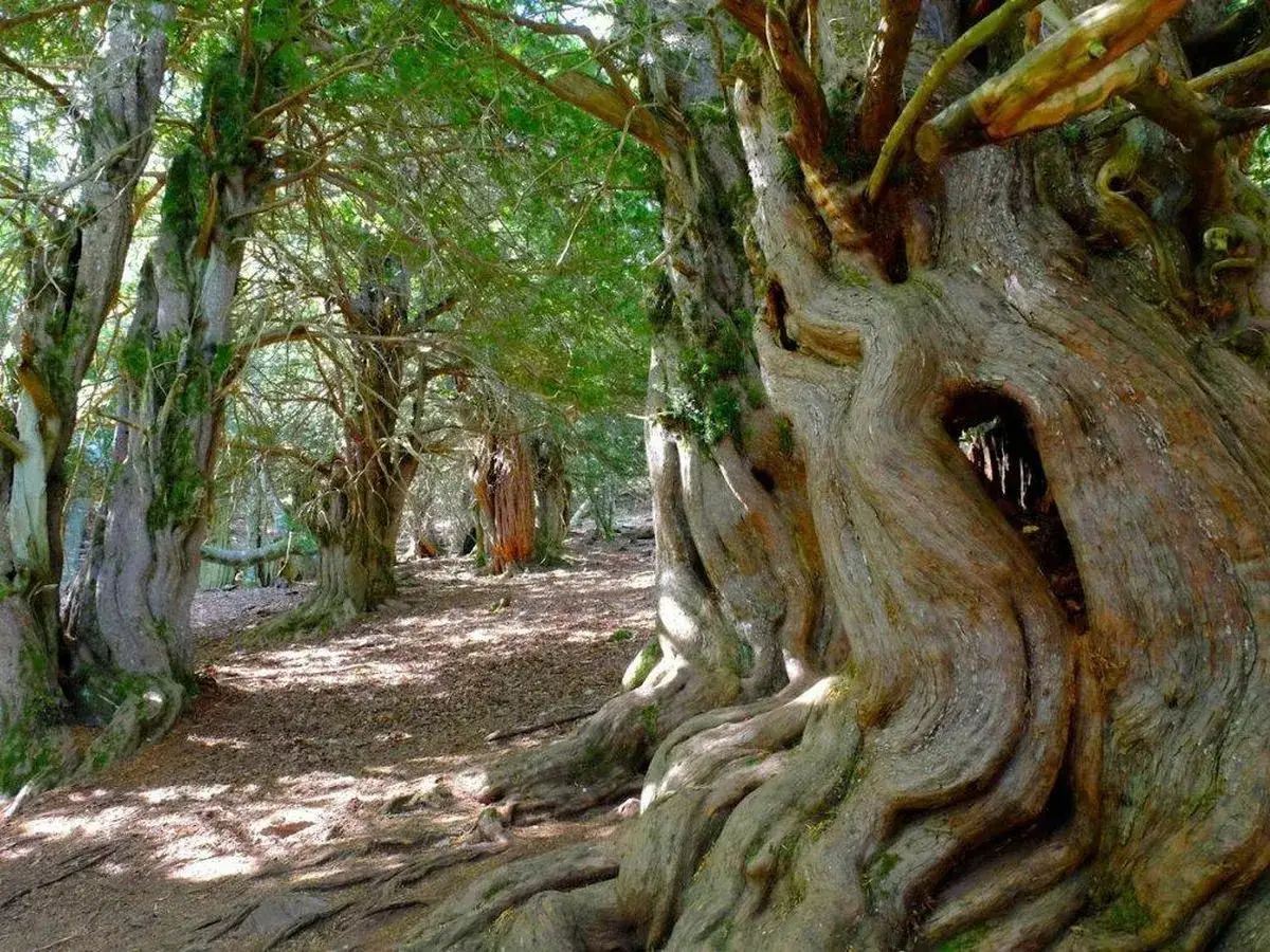 Bosque antiguo con &aacute;rboles retorcidos y musgosos, ideal para rutas monta&ntilde;a palentina. El sendero serpentea entre troncos milenarios.