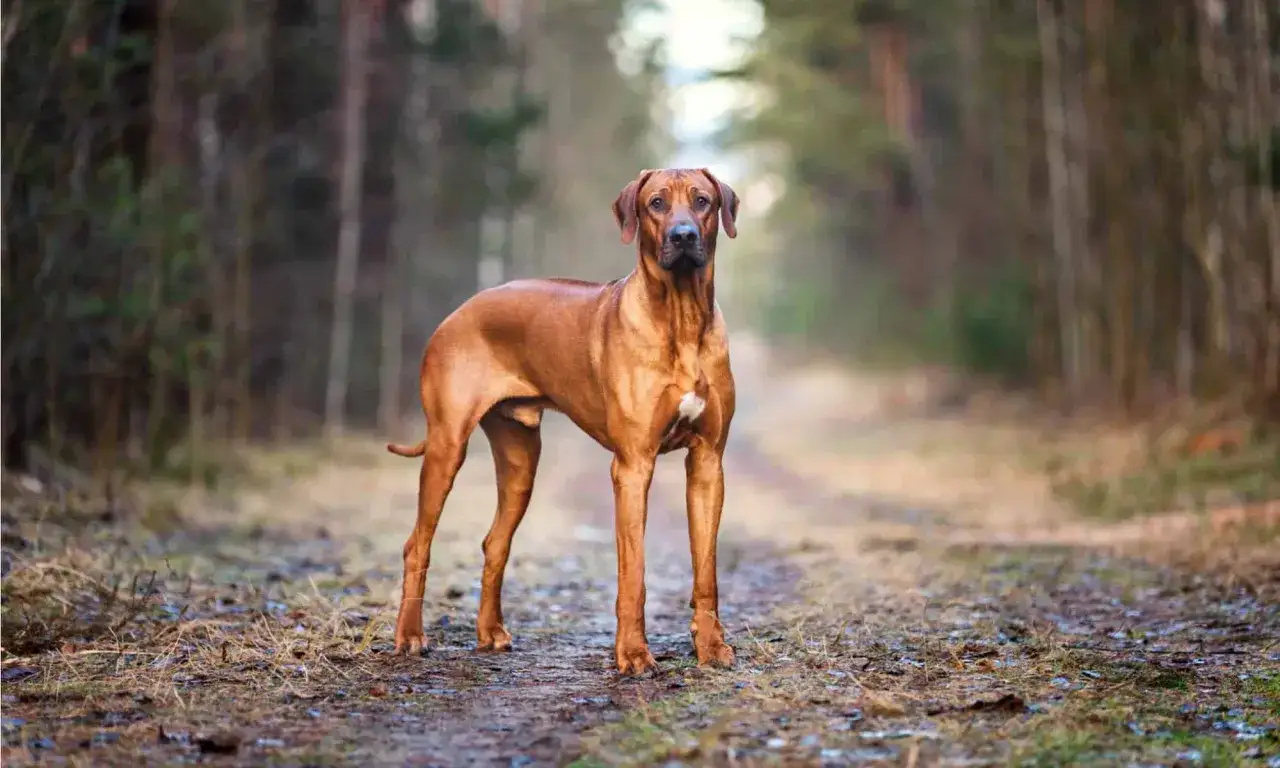 Ein stattlicher afrikanischer Jagdhund steht auf einem Waldweg.