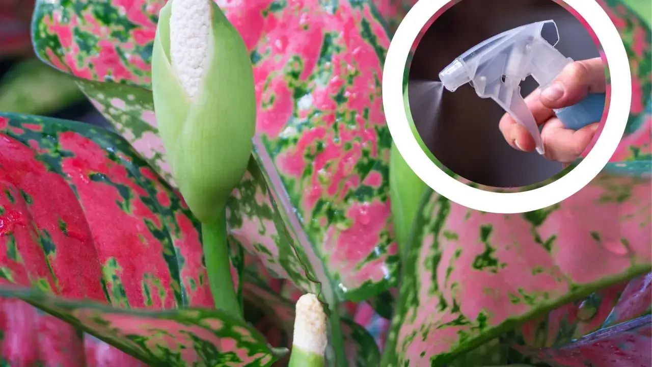 Aglaonema kwiat z pąkiem i spryskiwaczem w tle.