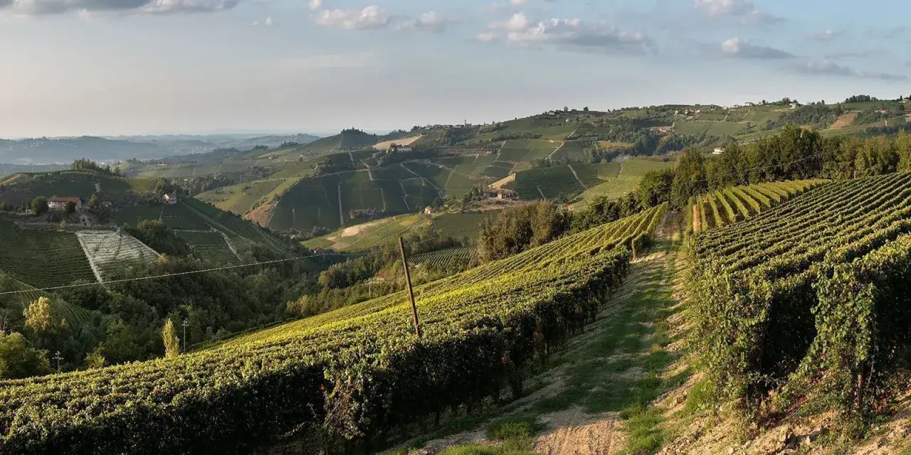 Colline ondulate ricoperte di vigneti rigogliosi, tipiche di un'azienda agricola Marrone. Il sole del tramonto illumina i filari ordinati, creando un paesaggio mozzafiato.