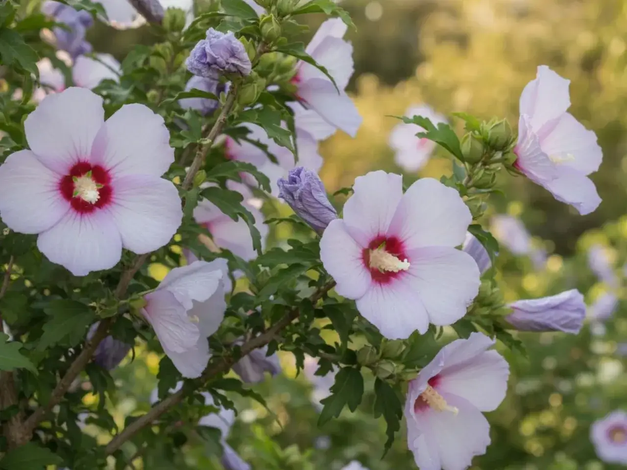 Jasnoróżowe kwiaty hibiskusa z purpurowym środkiem, kwitnące na krzewie. Idealne stanowisko dla hibiskusa to słoneczne miejsce.