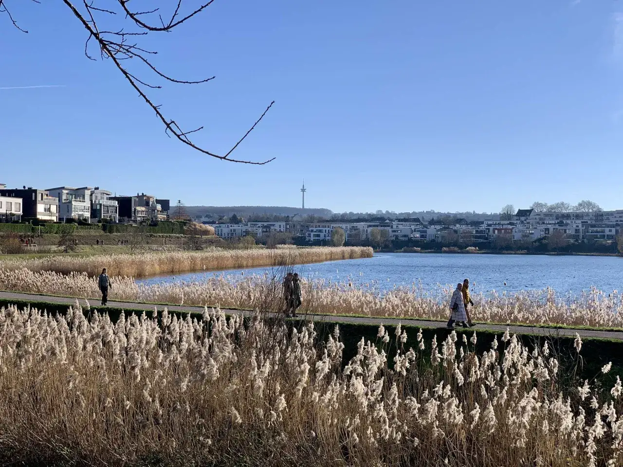 Spaziergang am Dortmunder See mit Schilf und moderner Architektur im Hintergrund.