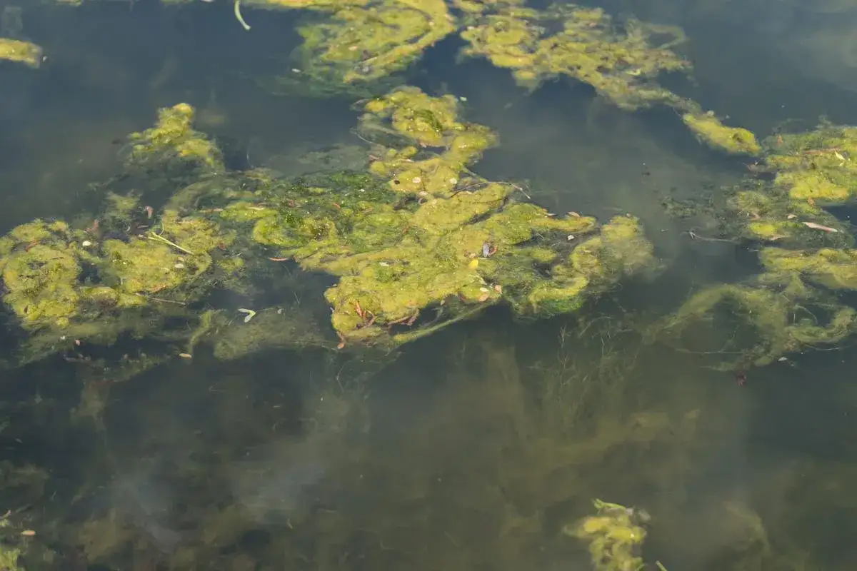 Masse d'algues vertes flottant à la surface d'une eau sombre. Les algues sont-elles des plantes ? La question se pose face à cette vie aquatique foisonnante.