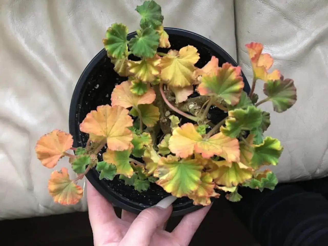 En kruka med en pelargon vars blad skiftar i gult och grönt, med inslag av orange vid kanterna.