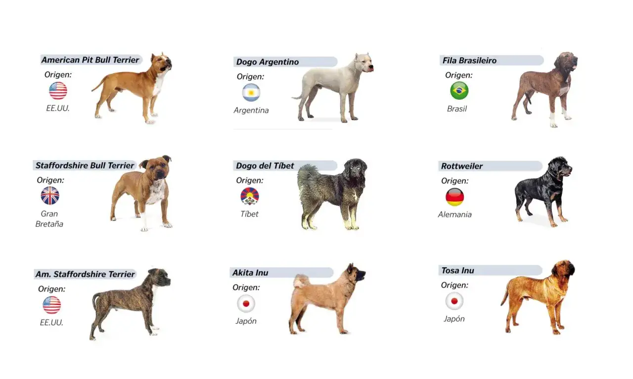 Varias razas de perros, incluyendo American Pit Bull Terrier y Rottweiler, se muestran con sus or&iacute;genes. Algunas de estas razas son consideradas razas de perros peligrosos.