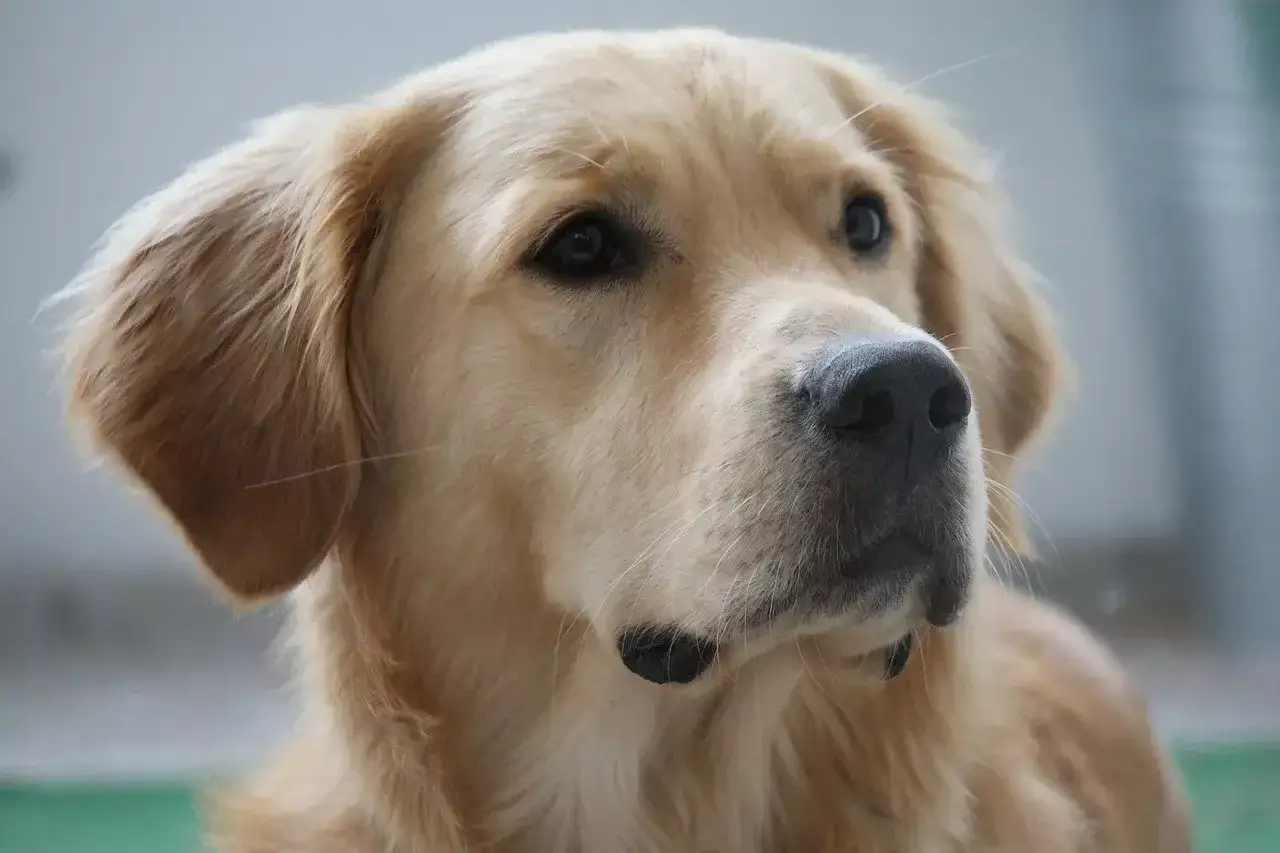 Portret golden retrievera. Jego sierść mieni się w odcieniach złota i beżu, podkreślając jego piękne kolory.