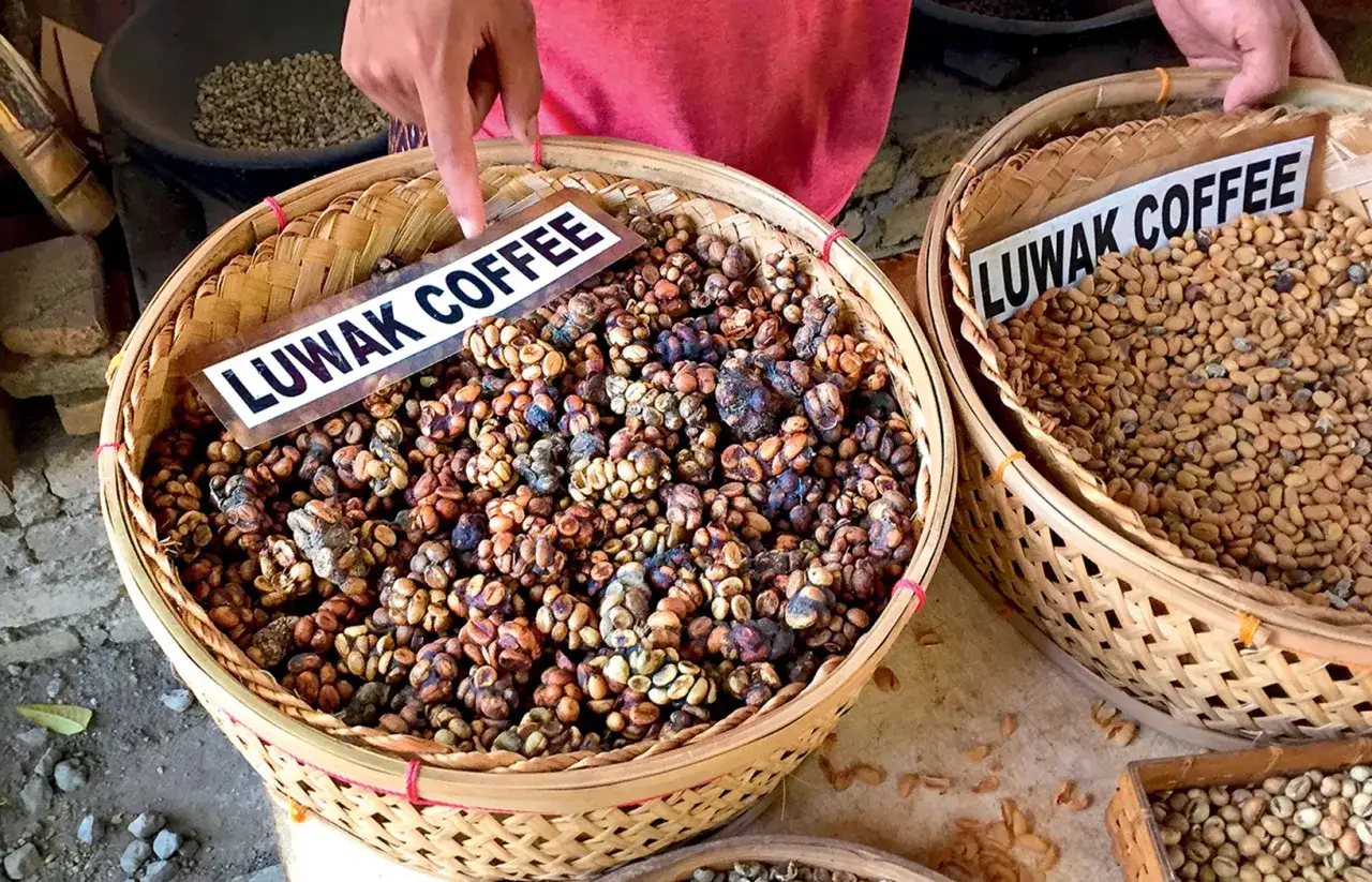 Kawa Luwak, najdroższa kawa świata, pochodzi z odchodów zwierząt. Kosze pełne ziaren kawy.