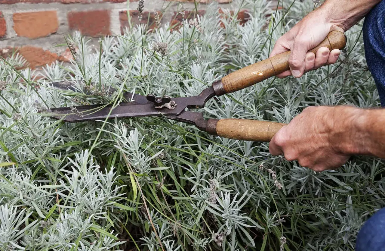 Hände schneiden Lavendel mit einer Gartenschere. Die Pflanze treibt aus und ist bereit für den Rückschnitt.