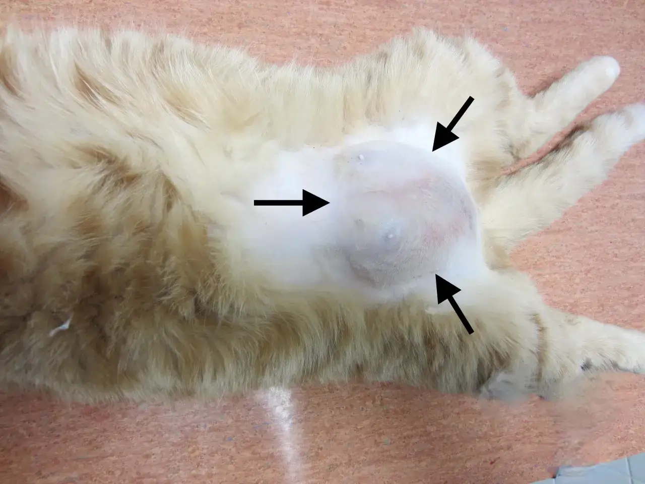 Ventre d'un chat rasé, montrant une masse tumorale. La question
