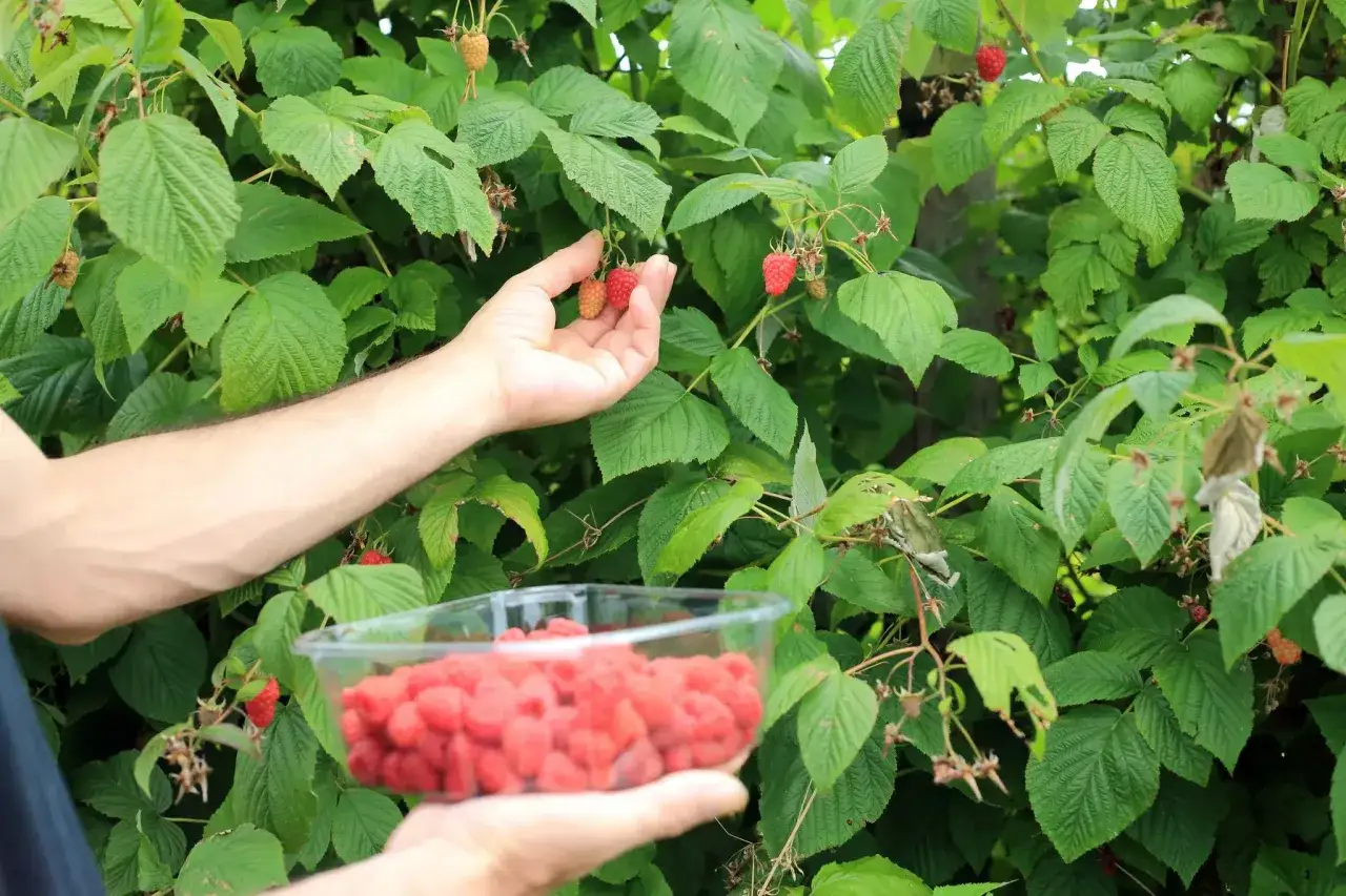Main d'une personne cueillant des framboises m&ucirc;res dans un buisson luxuriant, avec un bol rempli de fruits rouges. L'engrais framboisier a bien fait son travail !