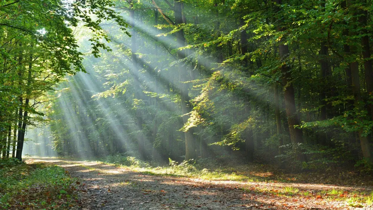 Promienie słońca przebijają się przez gęste korony drzew, oświetlając leśną ścieżkę. To magiczny widok, który można podziwiać w **lasach w Polsce**.