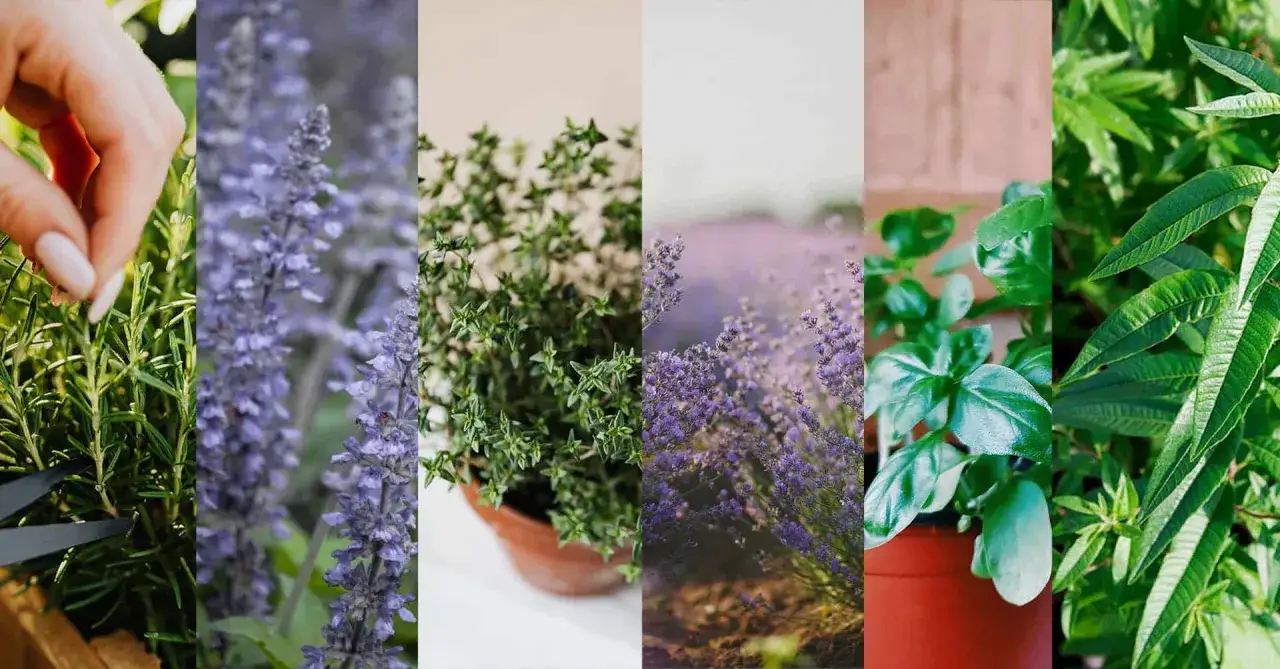 Collage de **plantas arom&aacute;ticas** en un jard&iacute;n: romero, lavanda, tomillo, albahaca y hierba luisa.