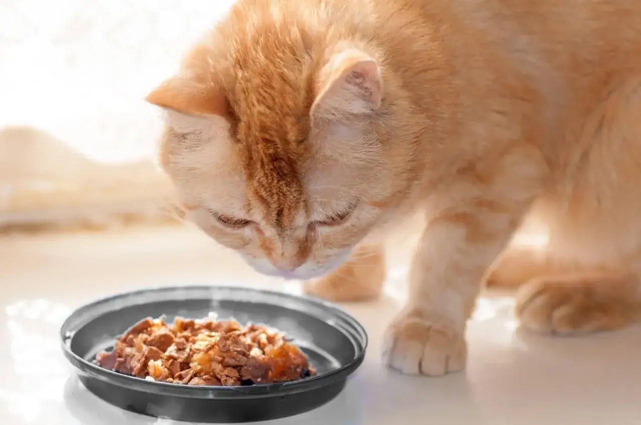 Un chat roux savoure sa dose de croquettes dans une gamelle.