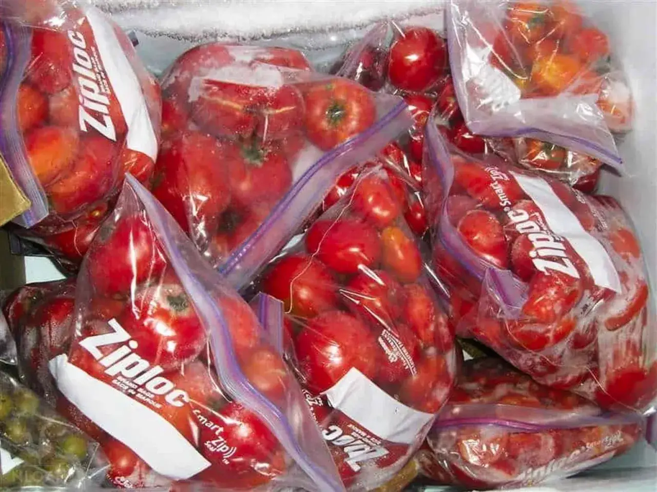 Plusieurs sacs Ziploc remplis de tomates rouges, prêtes à congeler pour une utilisation future.