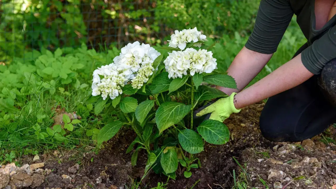 G&auml;rtnerin mit Handschuhen setzt eine bl&uuml;hende wei&szlig;e Hortensie in die Erde. Das Umpflanzen der Hortensien gelingt gut.