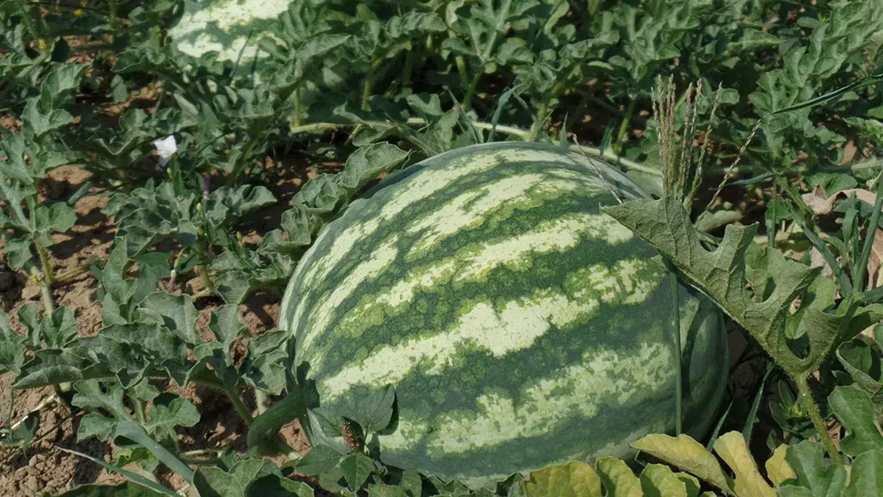 Anguria matura in campo, cresciuta grazie a un ottimo concime per angurie e meloni.