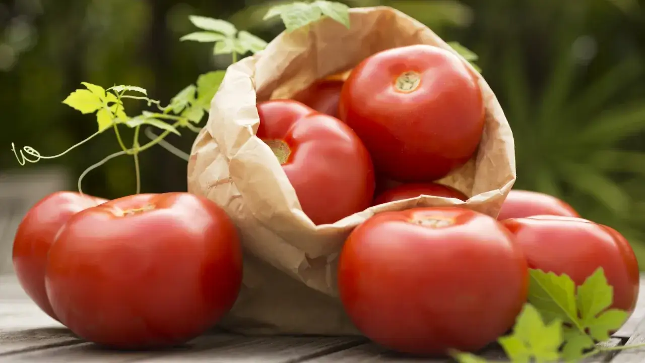 Des tomates rouges fra&icirc;ches d&eacute;bordent d'un sac en papier, pr&ecirc;tes &agrave; &ecirc;tre conserv&eacute;es. Une belle illustration de comment conserver les tomates.