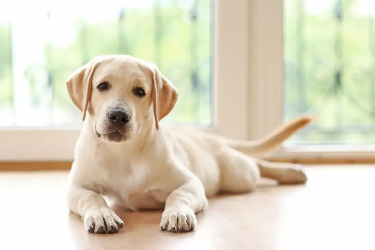 Uroczy szczeniak rasy golden retriever i labrador leży na podłodze, patrząc w obiektyw.
