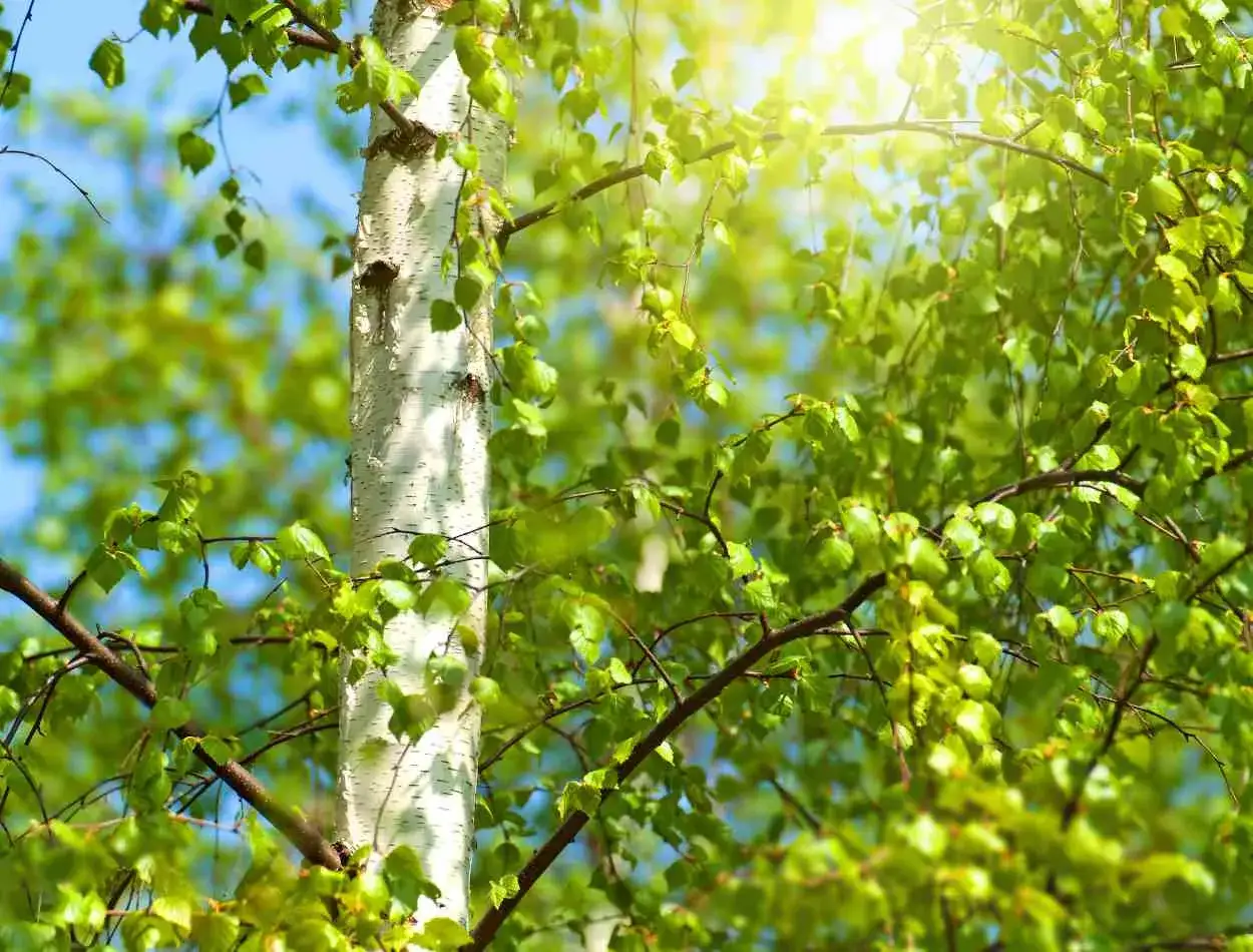 Le tronc blanc d'un bouleau se dresse fièrement, ses feuilles vertes dansant sous le soleil. La taille du bouleau est impressionnante.