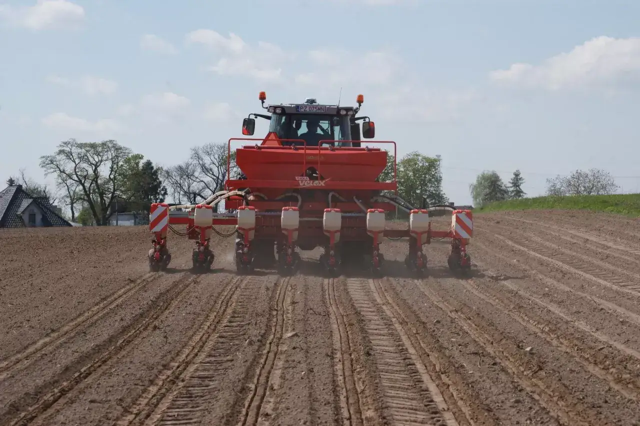 Traktor z siewnikiem wykonuje nawożenie kukurydzy pod korzeń na przygotowanym polu.
