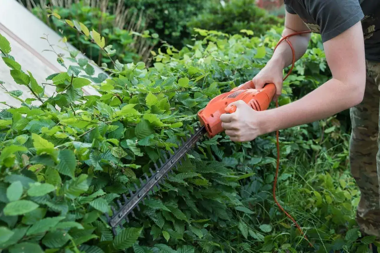 Hainbuchenhecke schneiden im Herbst. Hände halten eine Heckenschere, um die grünen Blätter zu trimmen.