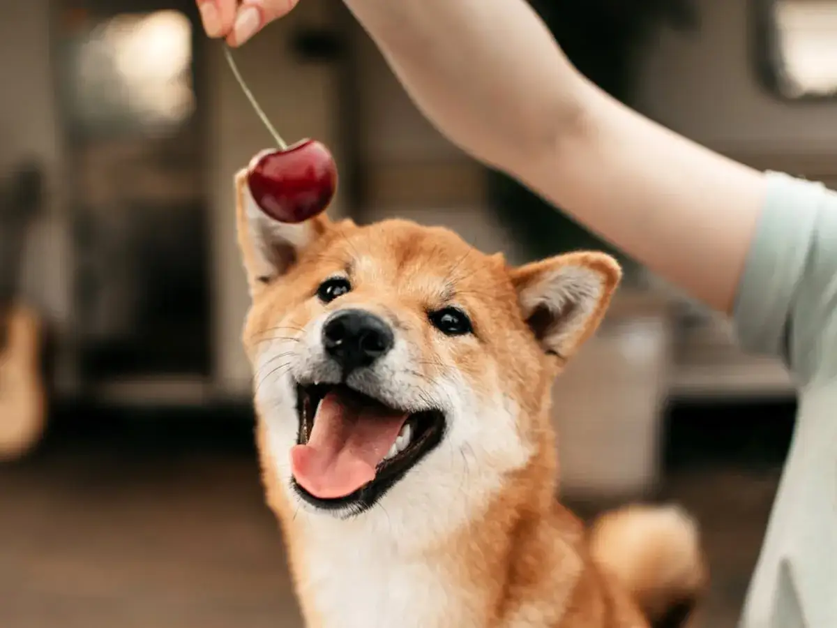 Uśmiechnięty pies rasy Shiba Inu patrzy na wisienkę. Czy pies może jeść czeresnie? Ta słodka chwila zastanawia.