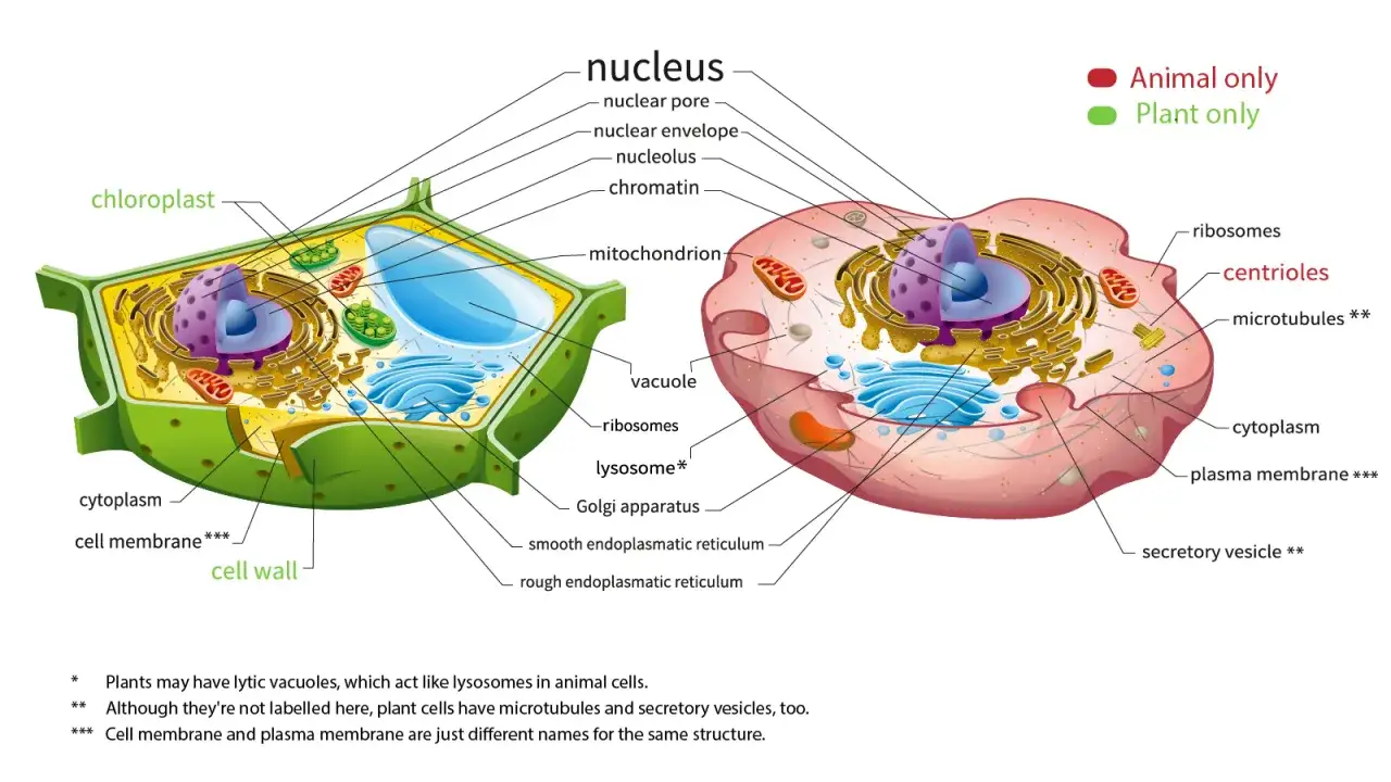 Komórka roślinna z chloroplastami i zwierzęca bez nich. Czy grzyby mają chloroplasty? Nie, bo nie są roślinami.