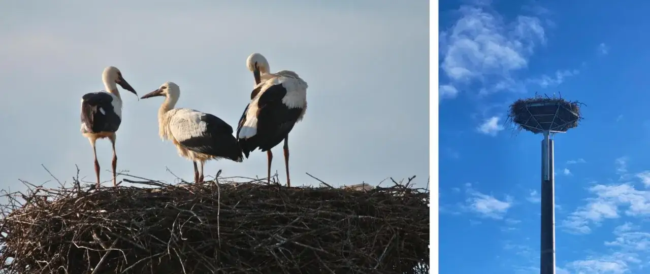Trzy bociany na gnieździe, a obok puste gniazdo na słupie. Ciekawe fakty o bocianach: budują ogromne gniazda, które mogą ważyć nawet tonę!