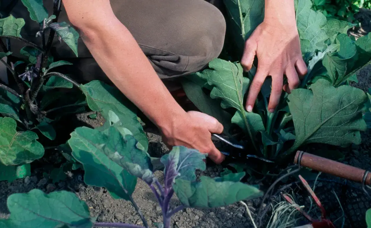 H&auml;nde schneiden mit einer Gartenschere einen Trieb an einer Aubergine. Das Ausgeizen f&ouml;rdert das Wachstum der Frucht.