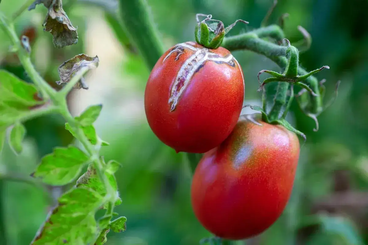 Tomates cornues des Andes, l'une pr&eacute;sentant une fissure due &agrave; une maladie, sur fond vert flou.