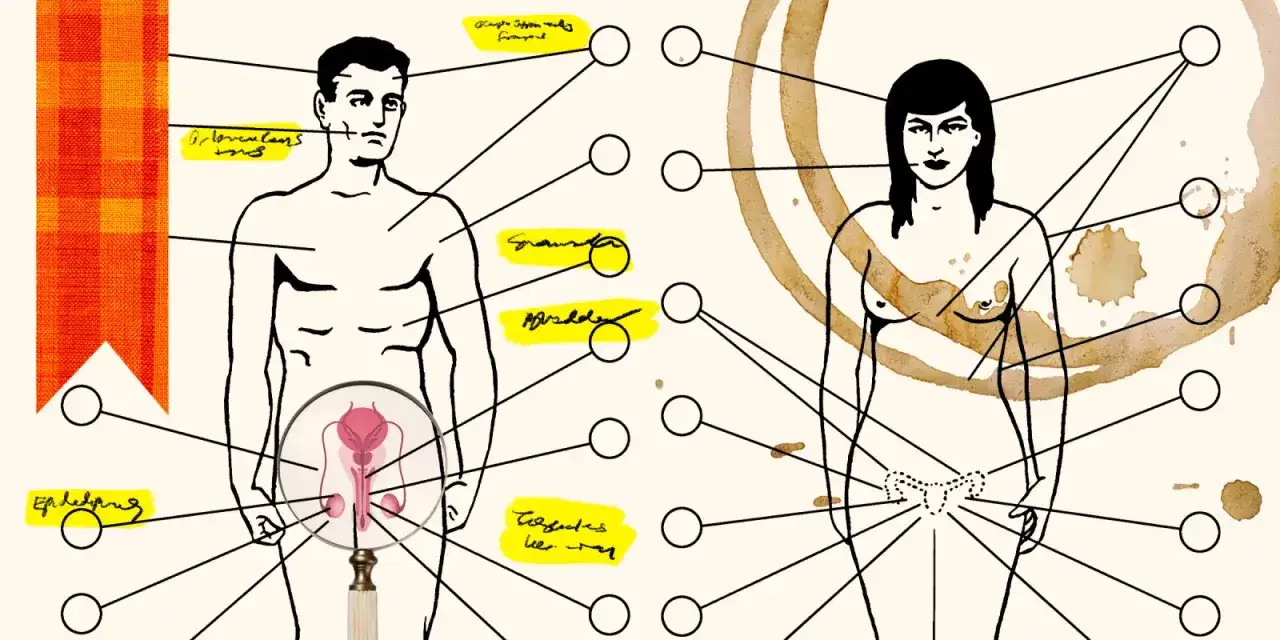 Ilustracja anatomiczna z zaznaczonymi częściami ciała, sugerująca edukację seksualną i jak się masturbować.