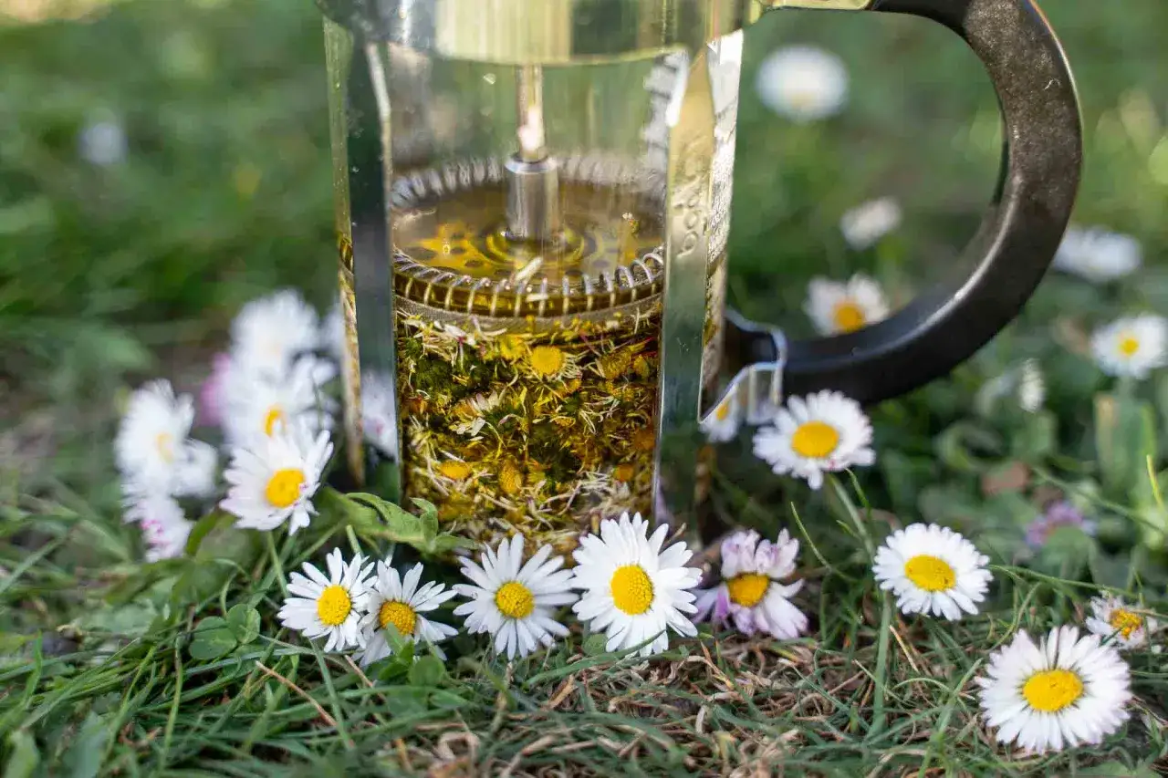 Infusion d'huile de paquerette dans une cafeti&egrave;re &agrave; piston, entour&eacute;e de fleurs de p&acirc;querettes sur l'herbe.