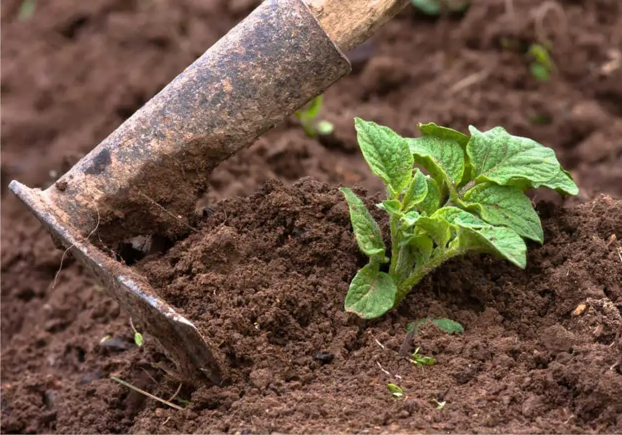 Attrezzo da giardinaggio che aiuta a rincalzare le patate, accumulando terra attorno al fusto per favorire la crescita.