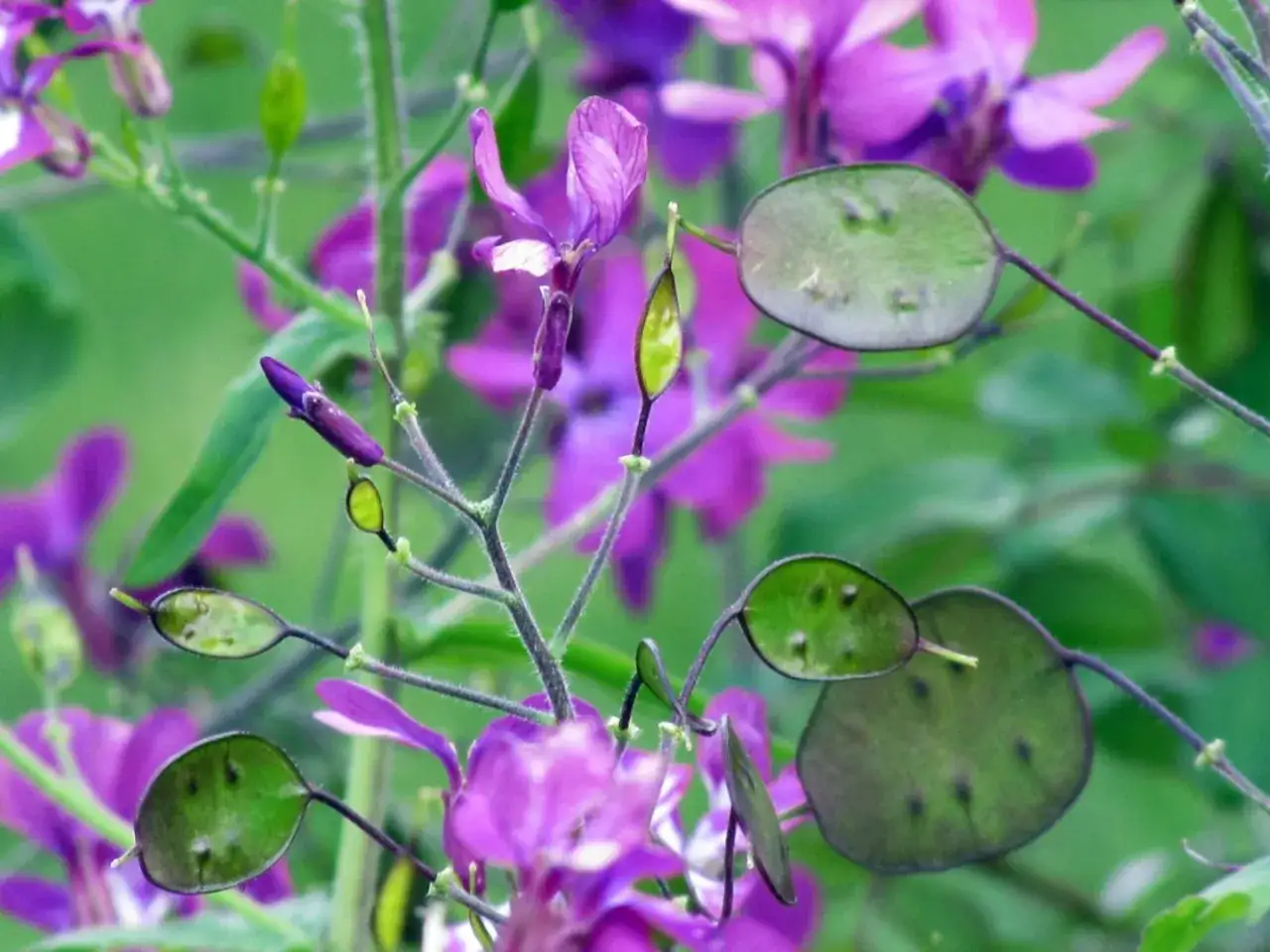 Fleurs violettes et fruits plats et verts, ressemblant à la monnaie du pape, sur des tiges fines.