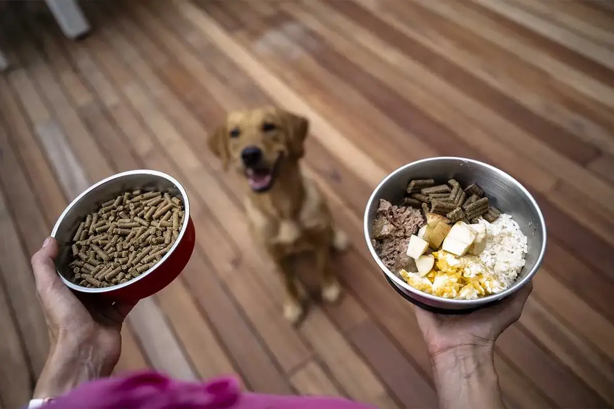 Un perro feliz mira dos tazones de comida. Uno tiene croquetas, el otro arroz, carne y huevo. ¡Los perros pueden comer arroz!