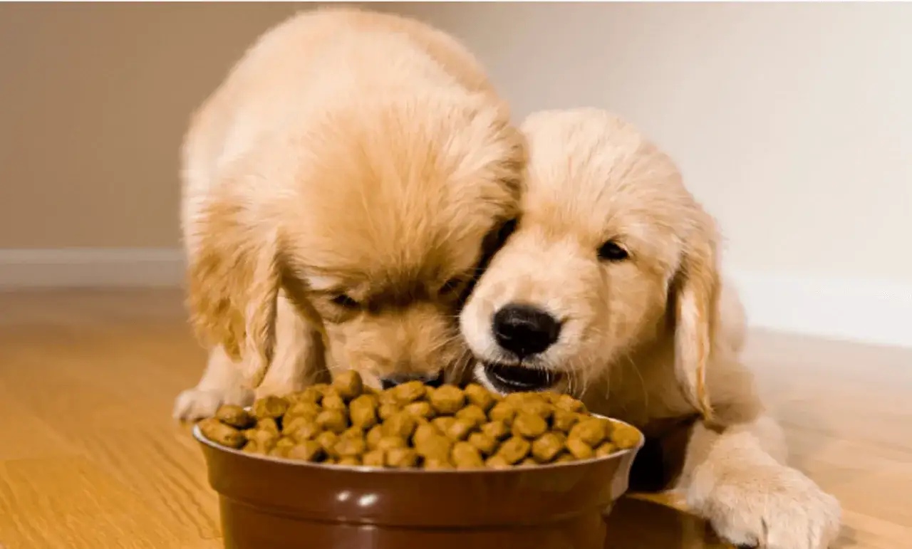 Golden retriever puppy food bowl