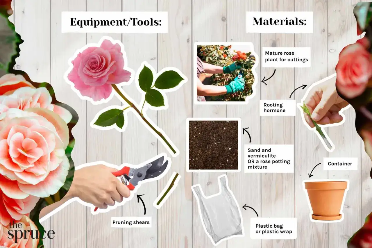 Learn how to propagate roses with this guide. It shows pruning shears, rooting hormone, soil, a plastic bag, and a pot.