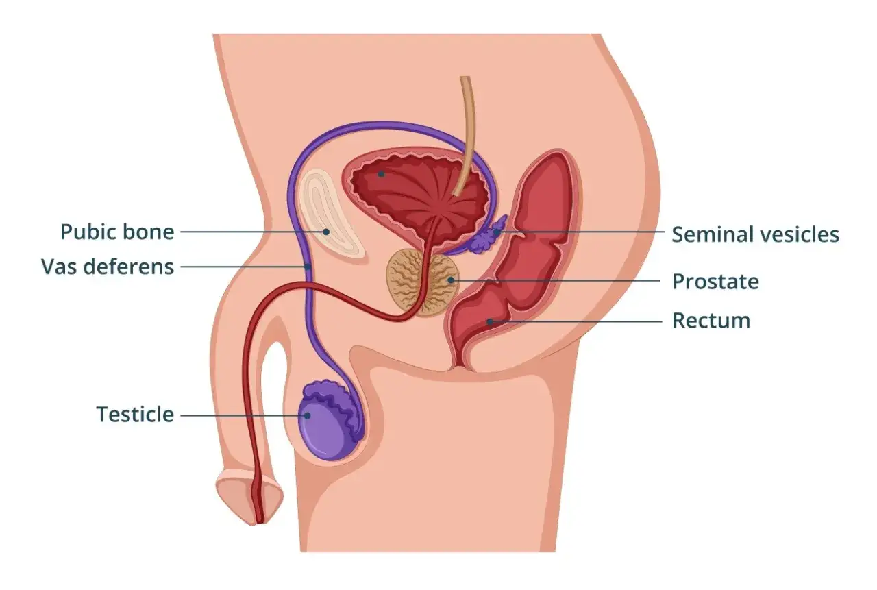 Schemat męskiego układu rozrodczego z zaznaczonym gruczołem krokowym (prostata). Badania nad związkiem masturbacji a rakiem prostaty trwają.