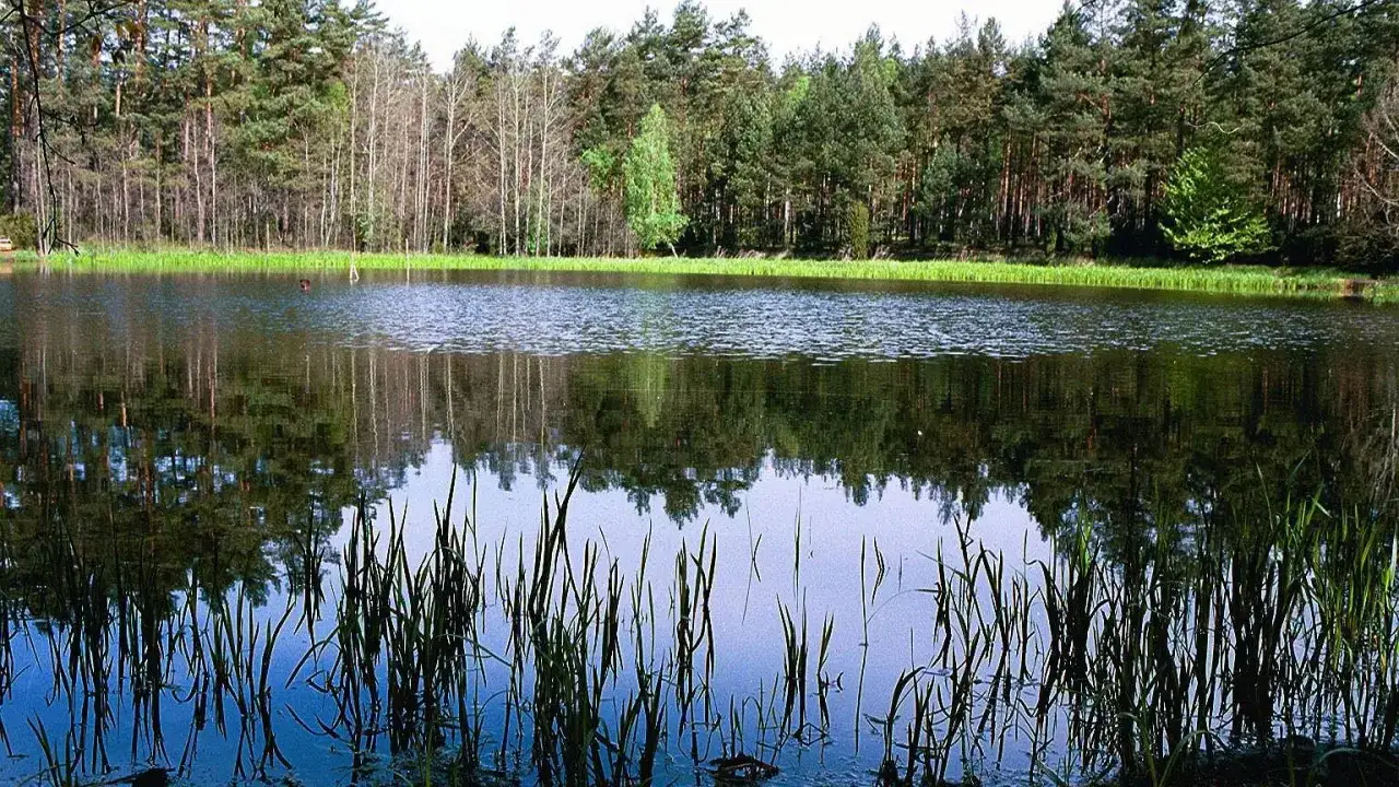 Spokojne jezioro w Borach Tucholskich, idealne miejsce na rodzinne wycieczki. Odkryj bory tucholskie atrakcje dla dzieci!