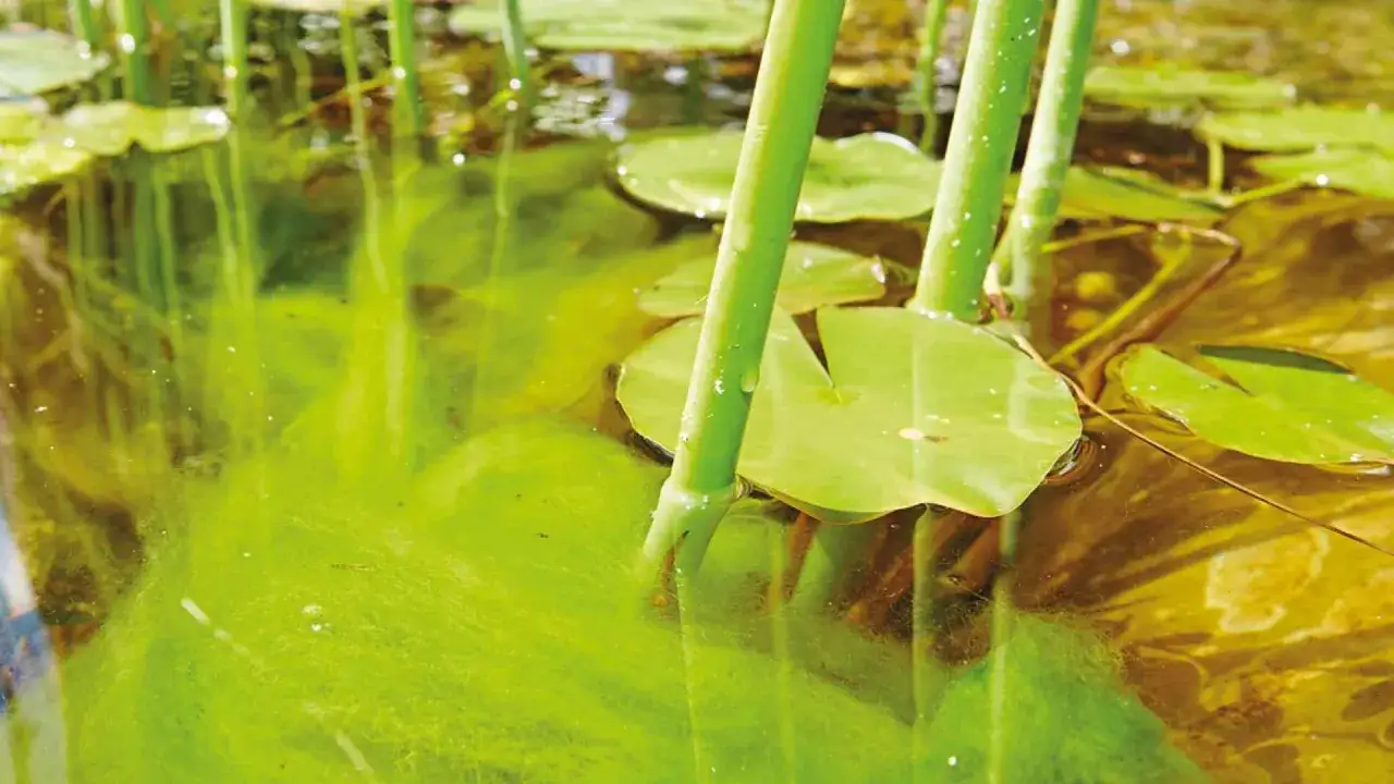 Eau de mare verdâtre, envahie par des algues filamenteuses. Une explication de pourquoi l'eau devient verte.
