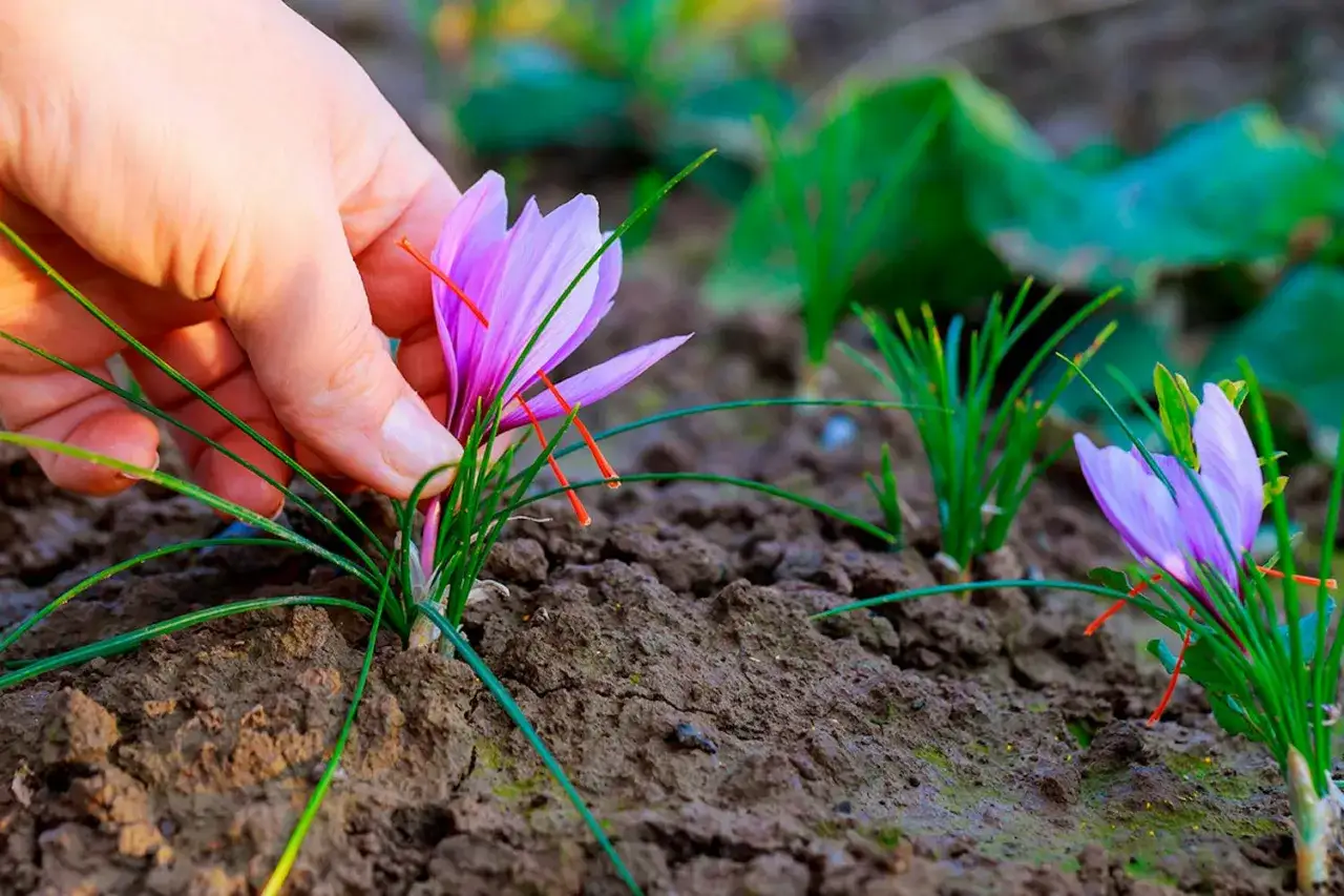 En hand plockar försiktigt en lila krokusblomma med sina röda pistiller, en delikat krokus saffran som växer i jorden.